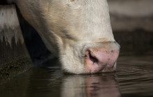 Cow Drinking Water