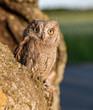 Small scops owl in tree hollow. Little Scops Owl (Otus scops) is a small species of owl from the Owl Owl family.