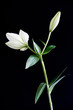 © James Ross Photography/Stocksy - Lily and stem against a black background