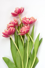 Tulips On White Background