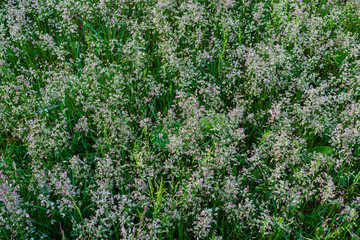 Wild grass. Close up of wild grass. Green wild grass. Macro photo of wild grasses.