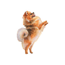 Watercolor Spitz Dog