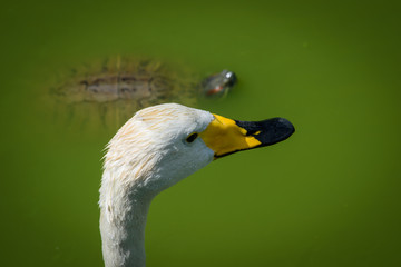 Wall Mural - Portrait of white swan