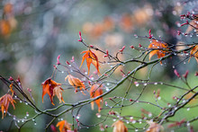 Maple Tree In The Rain With New And Old Leaves