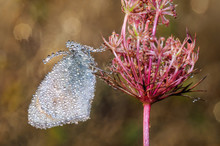 Butterfly Covered With Dew
