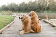 © Samantha Gehrmann/Stocksy - old golden retriever dogs