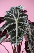 Alocasia Houseplant Leaf Detail