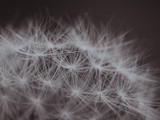 Fototapeta Dmuchawce - dandelion fluff close up. Abstract natural background. shallow depth of field