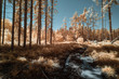 © Robert Kohlhuber/Stocksy - Rural forest during spring in austria, shot in Infrared IR