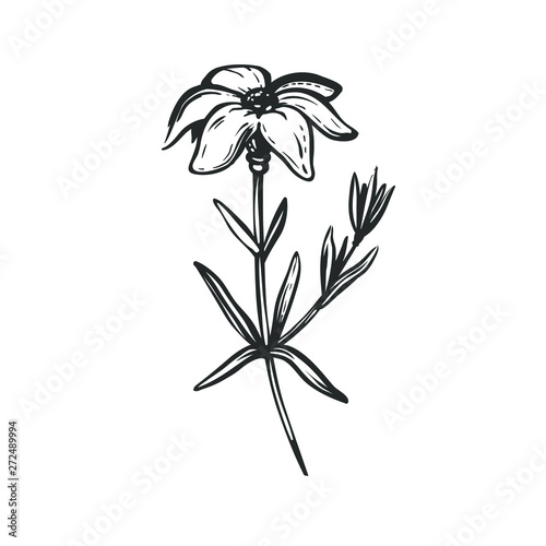 Hand Drawn Flower Isolated On White Simple Vector Free Hand