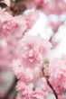 © Jovana Rikalo/Stocksy - Sakura tree close up