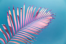 Pink Palm Frond