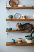 Cat On Shelf With Pottery