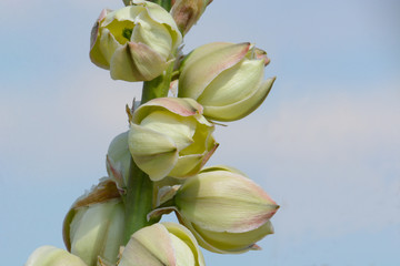 Wall Mural - Close up of summer yucca flowers blooming against cloudy sky