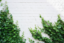 White Brick Wall Overgrown With Green Ivy. Natural Background With Empty Space
