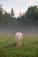White Horse Grazing In Meadow In The Morning