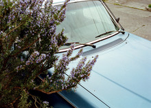 Blue Car With Blue Flowers