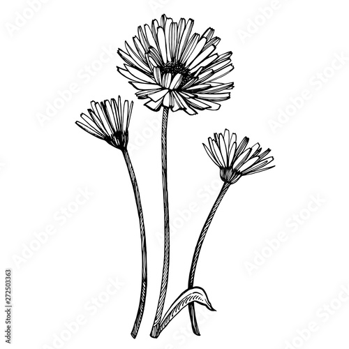 Calendula or daisy flower. Botanical illustration. Good for cosmetics, medici...