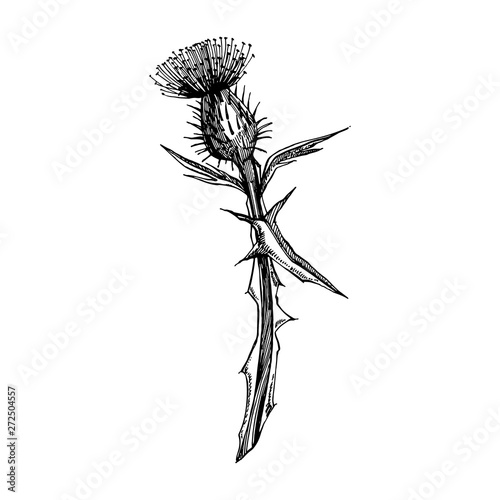 Thistle or daisy flower. Botanical illustration. Good for cosmetics, medicine...