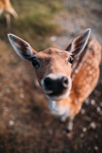 Portrait Of Funny Deer.