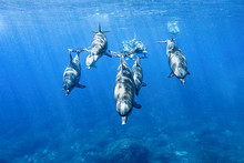 Swimming With Schooling Dolphins