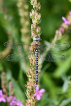 Dragonfly Resting On Flower