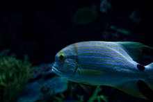Marine Creature - Exotic Fish
