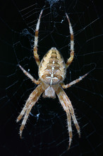 Scary Spider In Dark Web