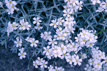 Wall Mural - white flowers on green background