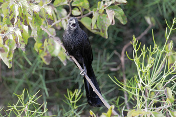 Naklejka na meble Smooth-billed Ani (Crotophaga ani), Puerto Egas, Santiago, Galapagos Islands, Ecuador