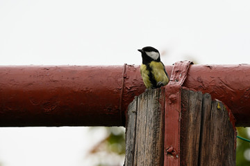 Canvas Print - Great tit peeping on a post in front of a pipe.