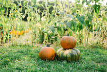 Composed Pumpkins In Rural Field
