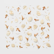 Dry Different Leaves In The Shape Of A Square On A White Background . Autumn Pattern. Flat Lay