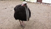 Ostrich Raises His Head