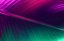 Elegant Colorful Palm Leaf Background/texture Closeup