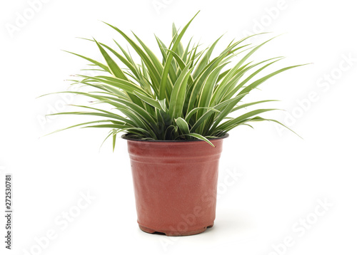 Fotomural Chlorophytum - evergreen perennial flowering plants in the famil