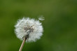 White fluffy dandelion and flying away seeds from it on a green background. Close-up