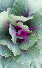 Ornamental Cabbage Plant Close Up