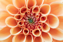 Close-up Of An Orange Dahlia