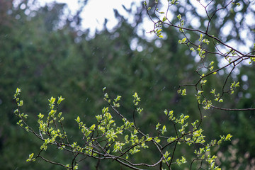 fresh green leaves with blur background in spring sun