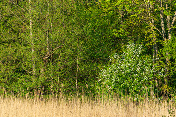 fresh green summer spring foliage textured background with blur