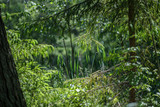 Fototapeta Las - fresh green summer spring foliage textured background with blur