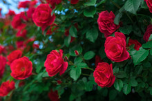 Red Roses On A Bush In A Summer Garden. Close-up Of Garden Rose. Background With Many Red Summer Flowers. Bright Red Roses With Buds On A Background Of A Green Bush.