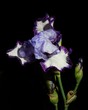 Illuminated Iris