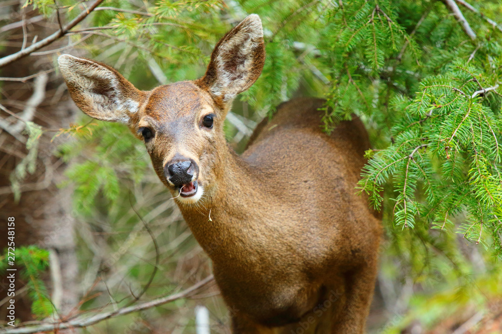 Blacktail Deer at Olympic National Park. Blacktail deer are considered ...