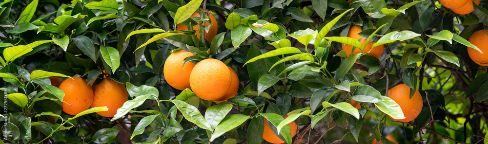 orange fruit on the trees - obrazy, fototapety, plakaty 