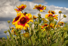 Firewheel, Sundance, Or Indian Blanket Flower. Sundance Flower In A Meadow.  This Flower Is Also Known As Fire Wheel Flower, And Indian Blanket Flower. It Is The State Wildflower Of Oklahoma.