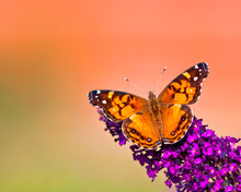 Butterfly On A Purple Flower