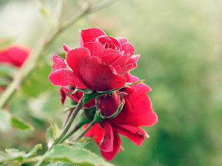 beautiful red garden rose in dew drops