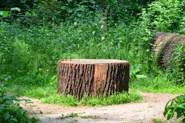 Wall Mural - felled tree at the wayside - tree stumps